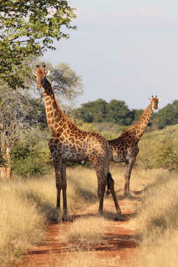 Ngangane Lodge & Reserve Francistown Ngoại thất bức ảnh