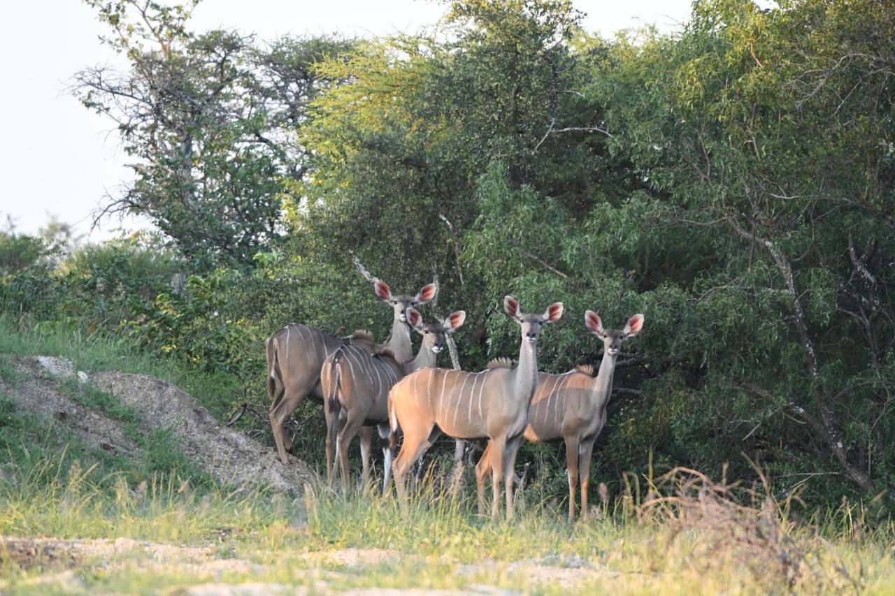 Ngangane Lodge & Reserve Francistown Ngoại thất bức ảnh