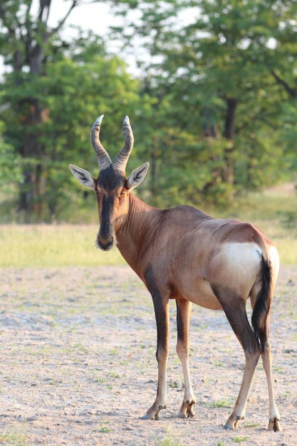 Ngangane Lodge & Reserve Francistown Ngoại thất bức ảnh