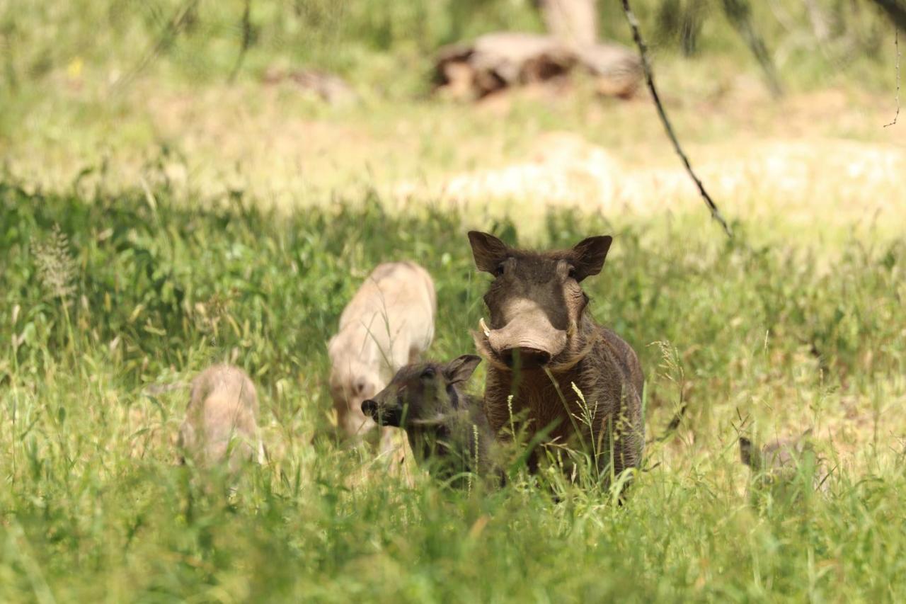 Ngangane Lodge & Reserve Francistown Ngoại thất bức ảnh